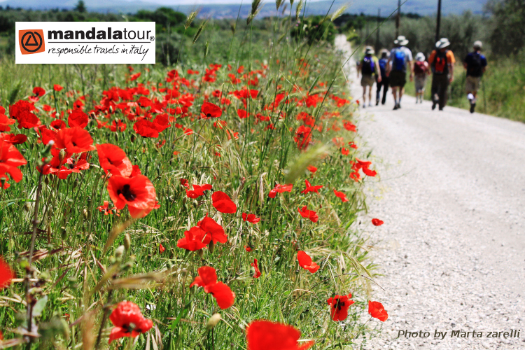 Via Francigena Viterbo Vetralla marta zarelli